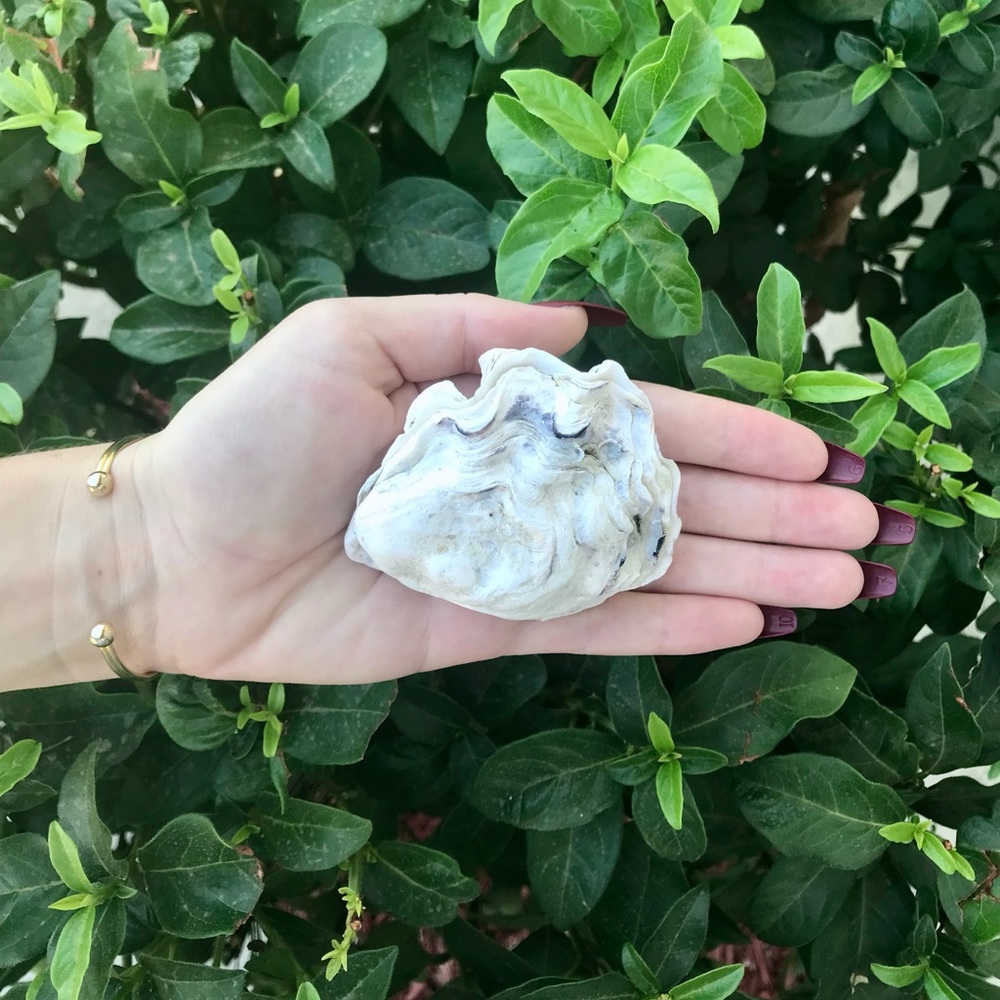 Full, Bleached Oyster Shell🐚